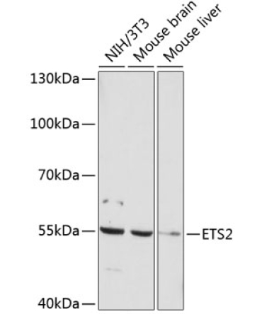 ETS2 Rabbit Polyclonal Antibody