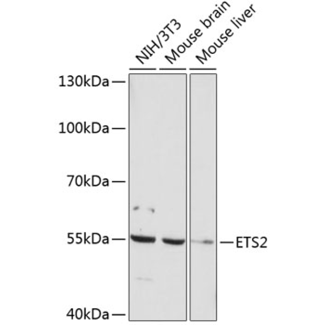 ETS2 Rabbit Polyclonal Antibody