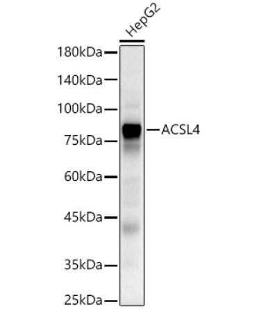 ACSL4 Rabbit Polyclonal Antibody