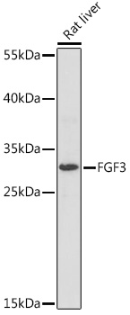 FGF3 Rabbit Polyclonal Antibody