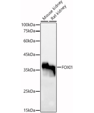 FOXI1 Rabbit Polyclonal Antibody
