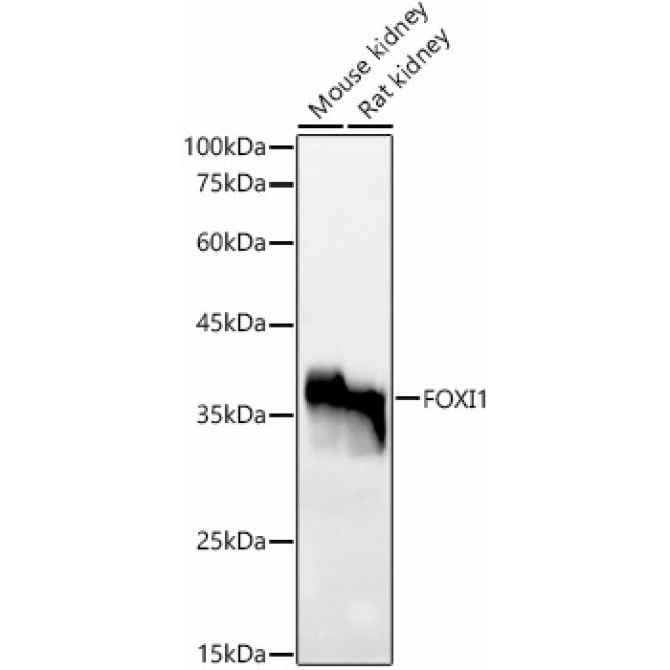 FOXI1 Rabbit Polyclonal Antibody
