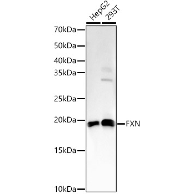 FXN Rabbit Polyclonal Antibody
