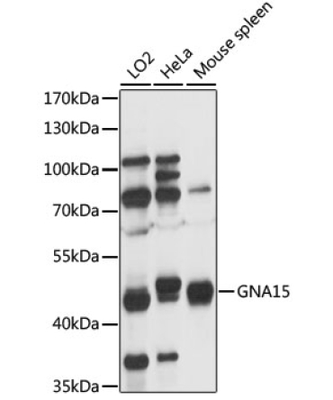 GNA15 Rabbit Polyclonal Antibody
