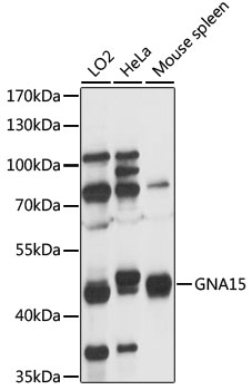 GNA15 Rabbit Polyclonal Antibody