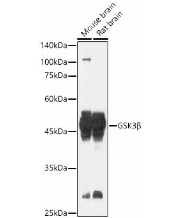 GSK3Beta Rabbit Polyclonal Antibody