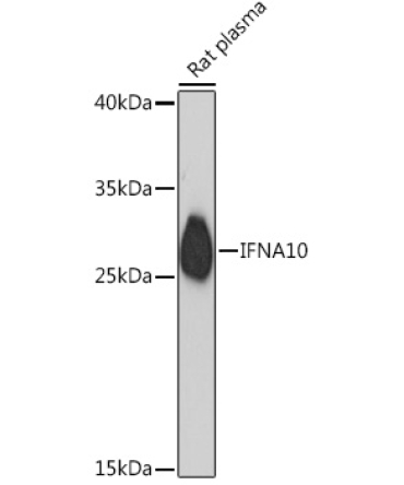 IFNA10 Rabbit Polyclonal Antibody