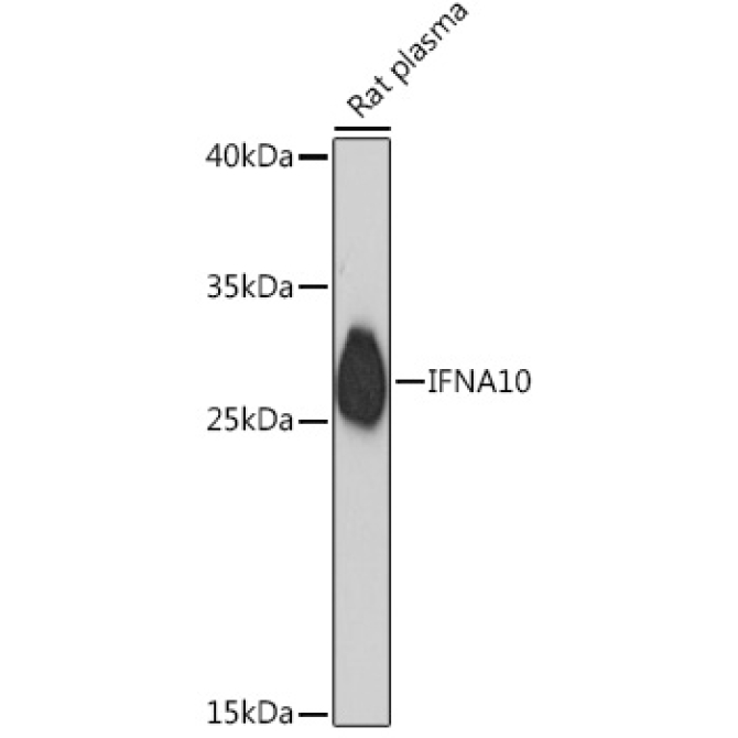 IFNA10 Rabbit Polyclonal Antibody