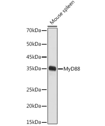 MyD88 Rabbit Polyclonal Antibody