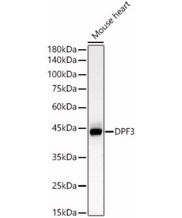 DPF3 Rabbit Polyclonal Antibody