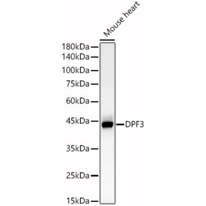 DPF3 Rabbit Polyclonal Antibody