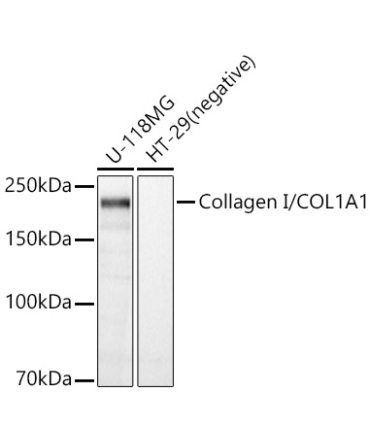 Collagen I/COL1A1 Rabbit Polyclonal Antibody