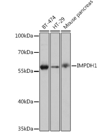 IMPDH1 Rabbit Polyclonal Antibody