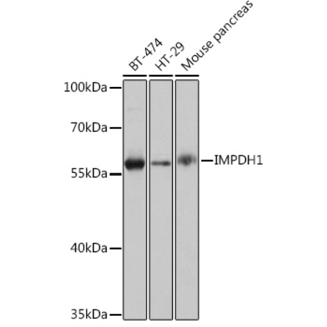 IMPDH1 Rabbit Polyclonal Antibody