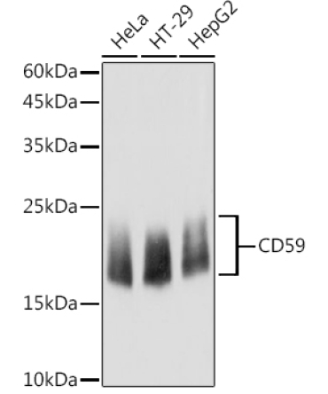 CD59 Rabbit Polyclonal Antibody