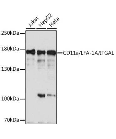 CD11a/LFA-1A/ITGAL Rabbit Polyclonal Antibody