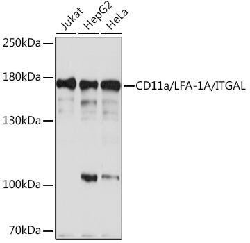 CD11a/LFA-1A/ITGAL Rabbit Polyclonal Antibody
