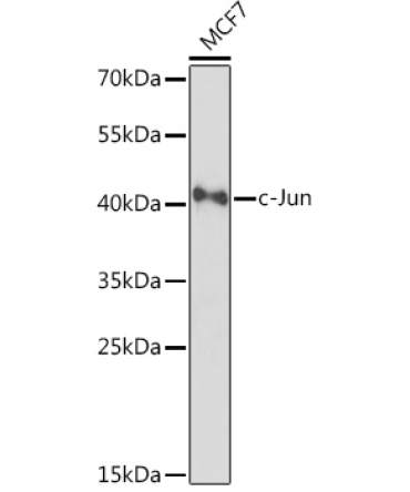 c-Jun Rabbit Polyclonal Antibody