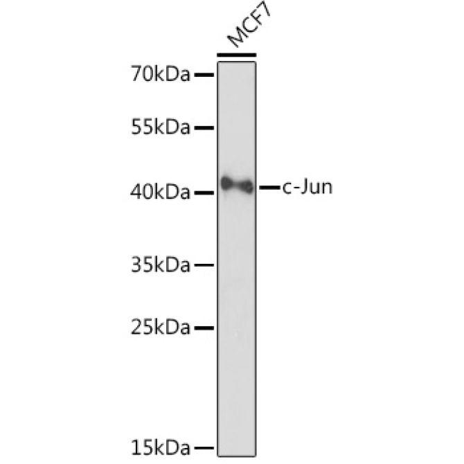 c-Jun Rabbit Polyclonal Antibody