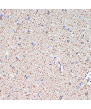 MAG Rabbit Polyclonal Antibody