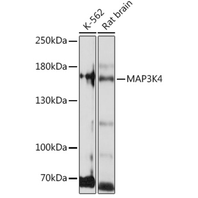 MAP3K4 Rabbit Polyclonal Antibody
