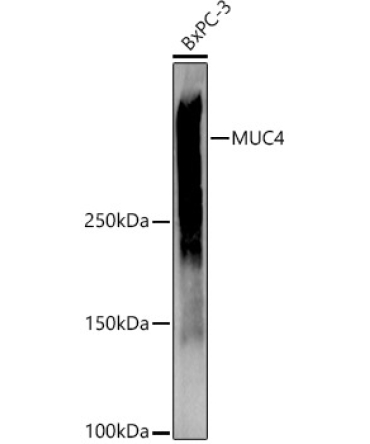 MUC4 Rabbit Polyclonal Antibody