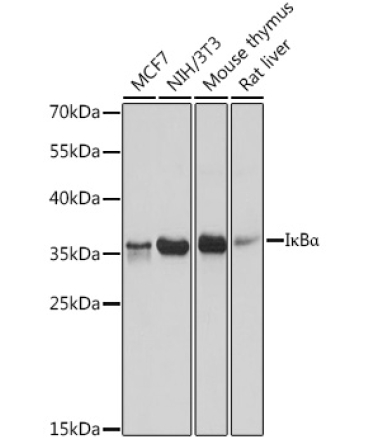 I?BAlpha Rabbit Polyclonal Antibody
