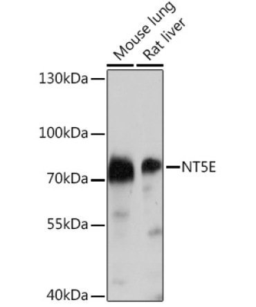 CD73/NT5E Rabbit Polyclonal Antibody