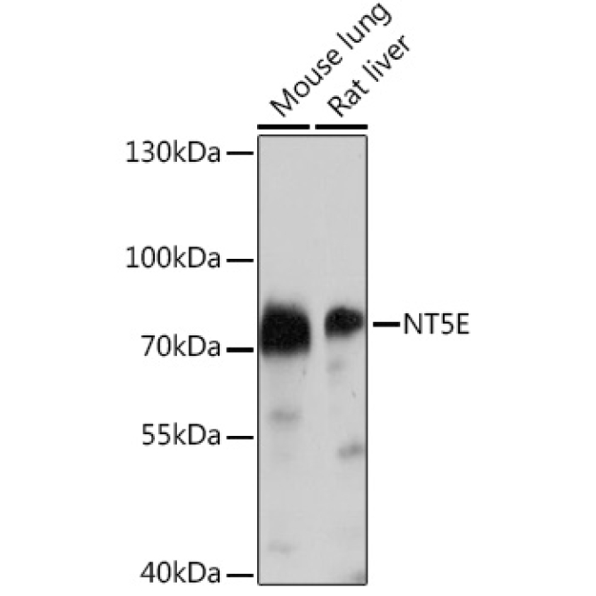 CD73/NT5E Rabbit Polyclonal Antibody