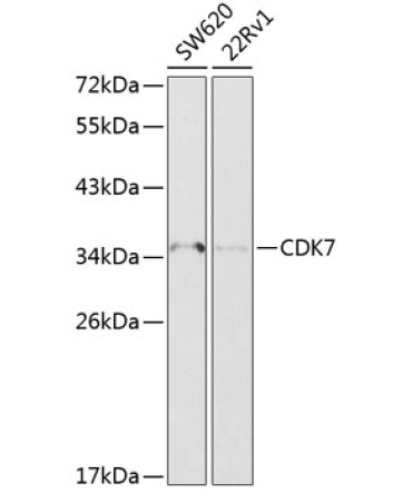 CDK7 Rabbit Polyclonal Antibody