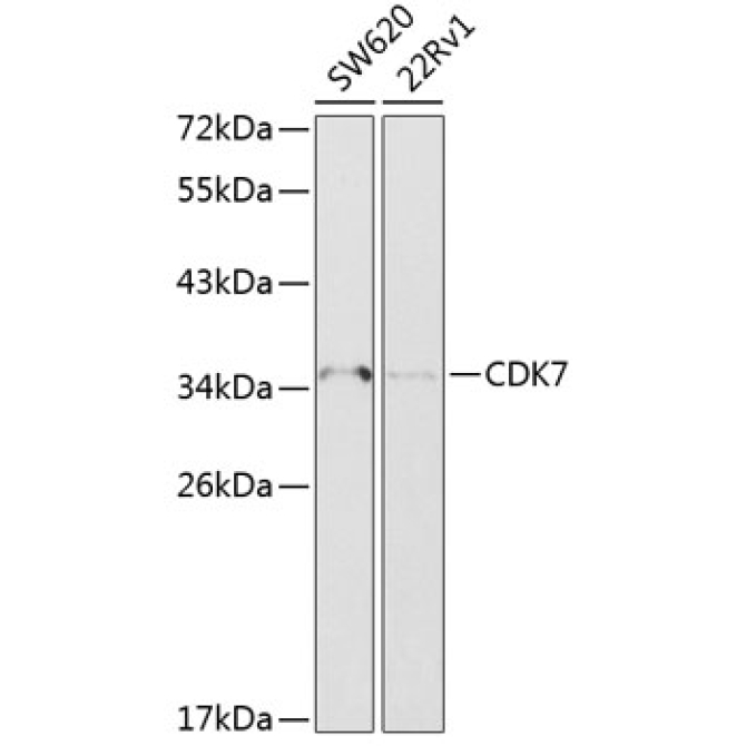 CDK7 Rabbit Polyclonal Antibody