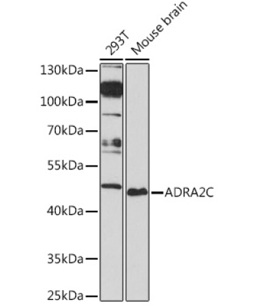 ADRA2C Rabbit Polyclonal Antibody