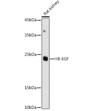 HB-EGF Rabbit Polyclonal Antibody