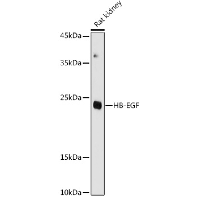 HB-EGF Rabbit Polyclonal Antibody