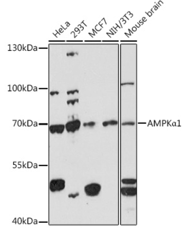 AMPKAlpha1 Rabbit Polyclonal Antibody