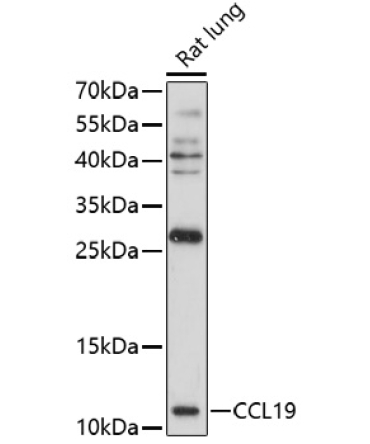 CCL19 Rabbit Polyclonal Antibody