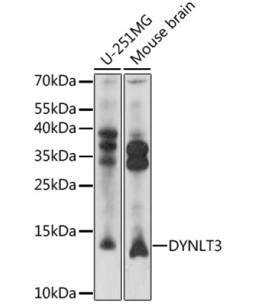 DYNLT3 Rabbit Polyclonal Antibody