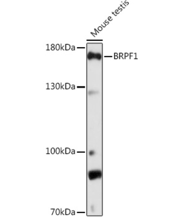 BRPF1 Rabbit Polyclonal Antibody