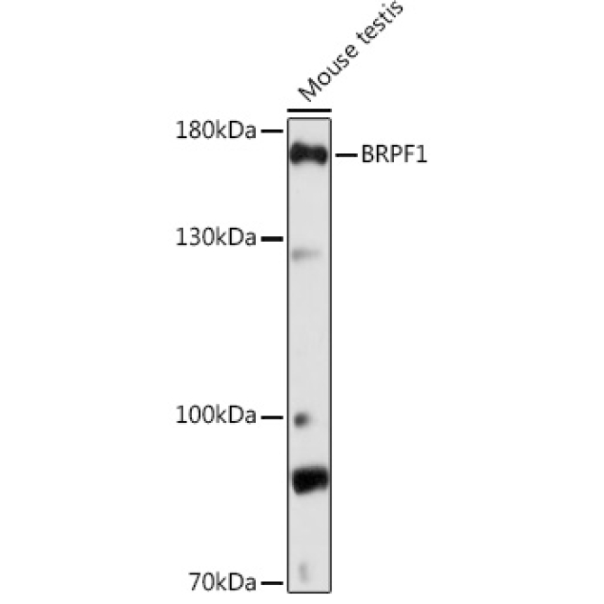 BRPF1 Rabbit Polyclonal Antibody