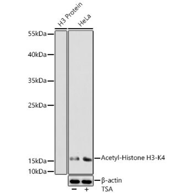 Acetyl-Histone H3-K4 Rabbit Polyclonal Antibody