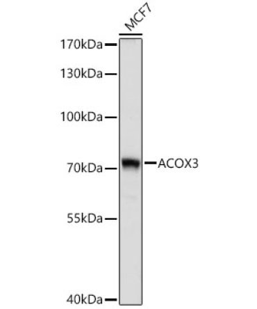 ACOX3 Rabbit Polyclonal Antibody