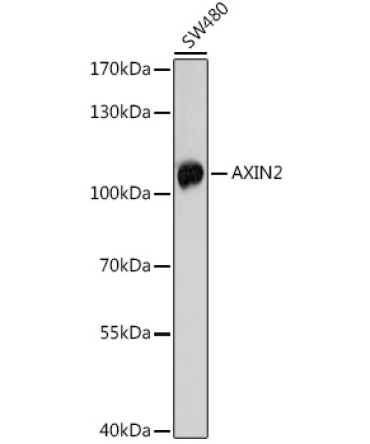 AXIN2 Rabbit Polyclonal Antibody