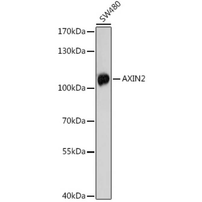 AXIN2 Rabbit Polyclonal Antibody