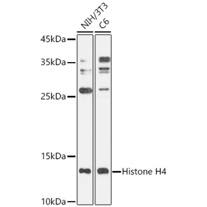 Histone H4 Rabbit Polyclonal Antibody