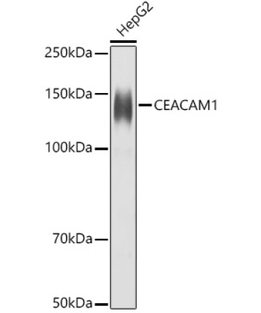 CD66a/CEACAM1 Rabbit Polyclonal Antibody