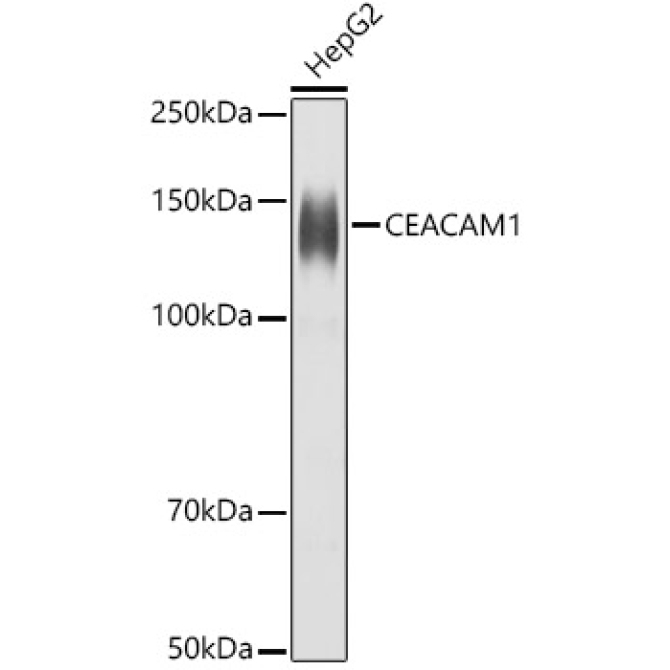 CD66a/CEACAM1 Rabbit Polyclonal Antibody
