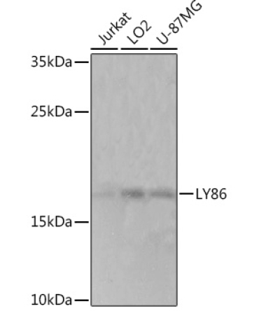 LY86 Rabbit Polyclonal Antibody