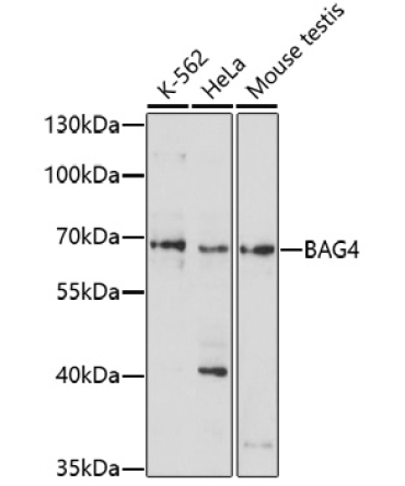 BAG4 Rabbit Polyclonal Antibody
