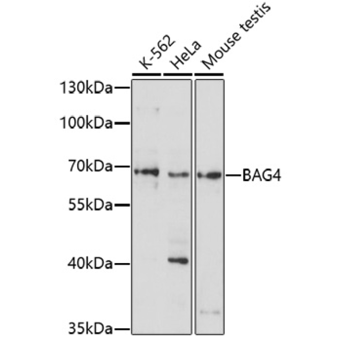 BAG4 Rabbit Polyclonal Antibody