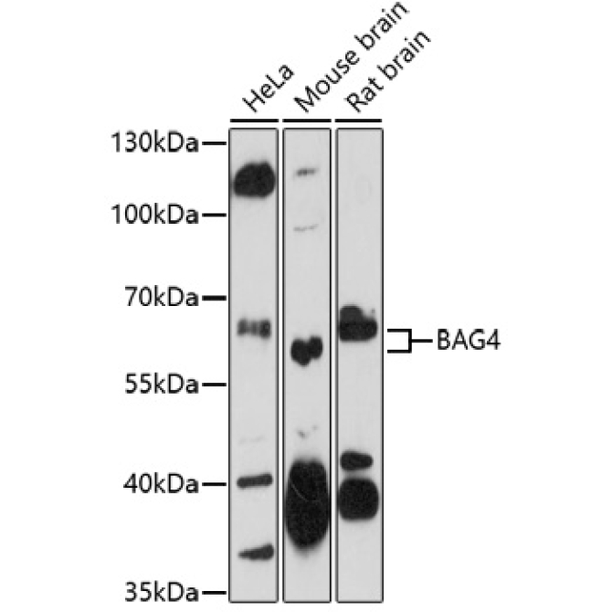 BAG4 Rabbit Polyclonal Antibody